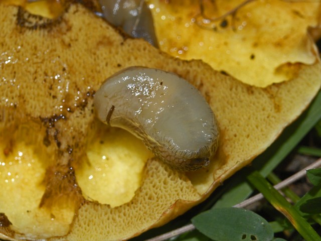 Un piccolo Arionide sotto un fungo